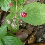 Rubus scaber Frukt