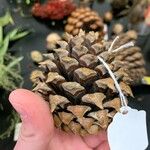 Pinus pungens Fruchs