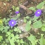 Browallia americana Blüte