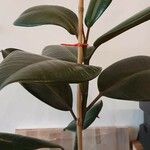 Ficus elastica Folha