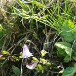 Soldanella pusilla Flor