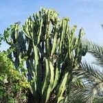 Euphorbia murielii List