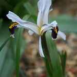 Iris rosenbachiana Flower