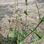 Crepis capillarisBlad