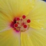 Hibiscus ovalifolius Blodyn