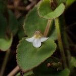 Vandellia diffusa Flower
