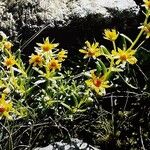 Saxifraga aizoides Hábitos