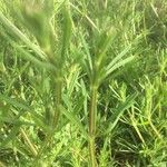 Galium aparine Leaf