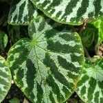 Begonia imperialis Hoja