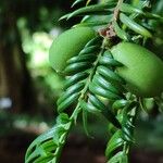 Torreya nucifera