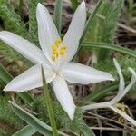 Leucocrinum montanum Flower