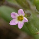 Microsteris gracilis 花
