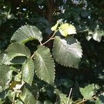 Ulmus minorLeaf