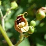 Scrophularia nodosa Λουλούδι