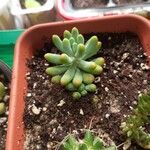 Sedum pachyphyllum Hostoa