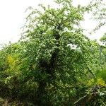 Crataegus monogyna 整株植物