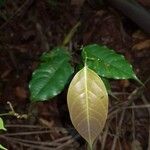 Ruptiliocarpon caracolito Leaf