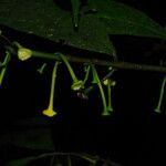 Dorstenia africana Blüte