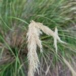 Achnatherum calamagrostis পাতা