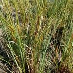 Carex rostrata Alkat (teljes növény)