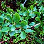 Berberis hookeri Leaf