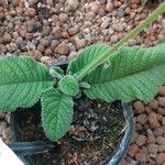 Streptocarpus primulifolius Hoja