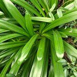 Agapanthus spp. Blad