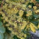 Schefflera arboricola Květ