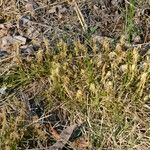 Carex humilis Muu