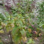 Lepechinia hastata Hoja