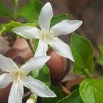 Feretia apodanthera Flor