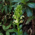 Lobelia stricta Çiçek