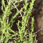 Adenocarpus telonensis 形態