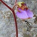 Ramonda myconi Flower