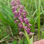 Orchis × spuria ফুল