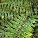 Polystichum polyblepharum Hoja