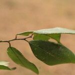 Baphia pubescens Φύλλο