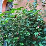 Abutilon megapotamicum Hábito