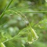 Asparagus tenuifolius Plod