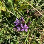 Gentianella germanicaFiore