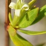 Ernodea littoralis फूल