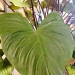 Homalomena rubescens Hoja