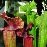 Sarracenia leucophylla 葉