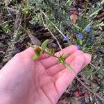 Dampiera stricta Feuille
