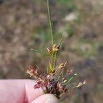 Juncus bulbosus 果実