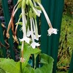 Nicotiana sylvestris 花