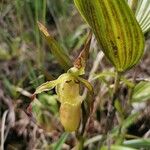 Phragmipedium longifolium Кветка