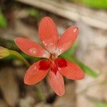 Freesia laxa Lorea