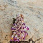 Cistanche violacea Flower