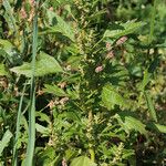 Chenopodium rubrum Hábito